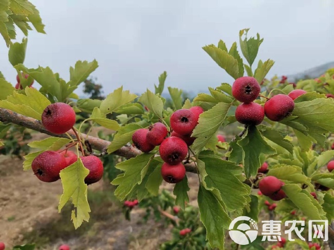 山楂上市時(shí)間與選購(gòu)技巧全面指南，了解山楂幾月上市及選購(gòu)技巧